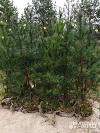 Саженцы сибирского кедра