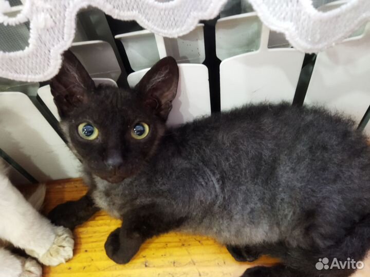 Кошка в дар