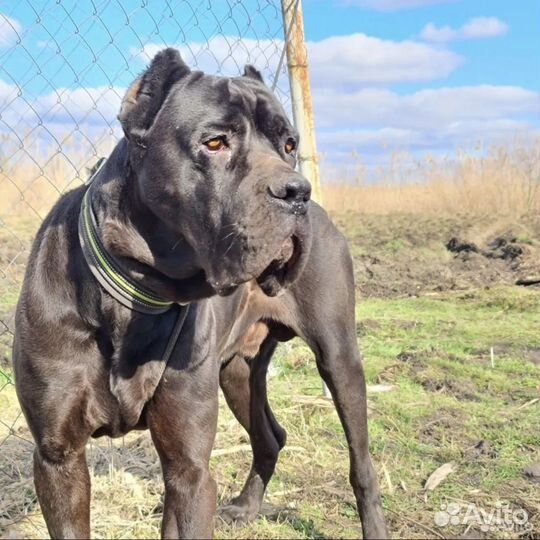 Кобель кане корсо в добрые руки