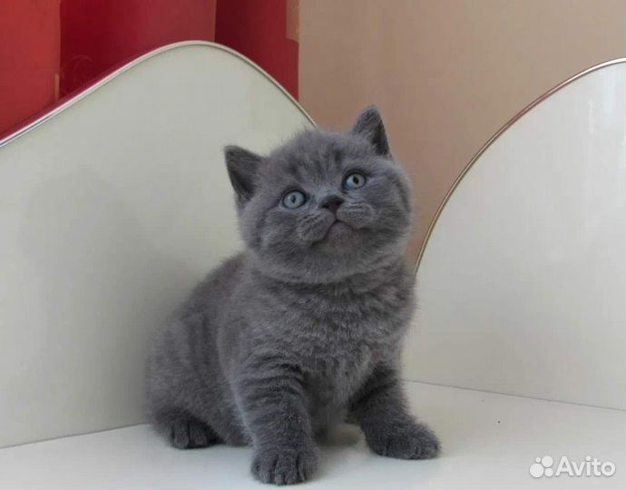 Шотландский котенок