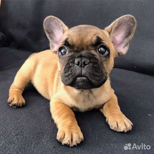 Французский бульдог щенки