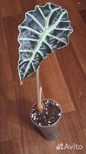 Алоказия полли