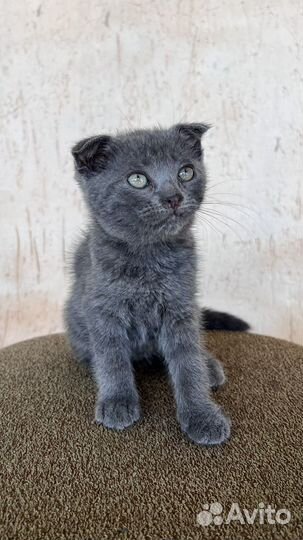 Вислоухие котята в добрые руки