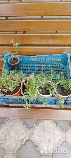 Пеларгония герань, многолетники