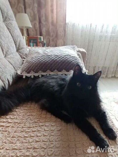 Кот и кошечка