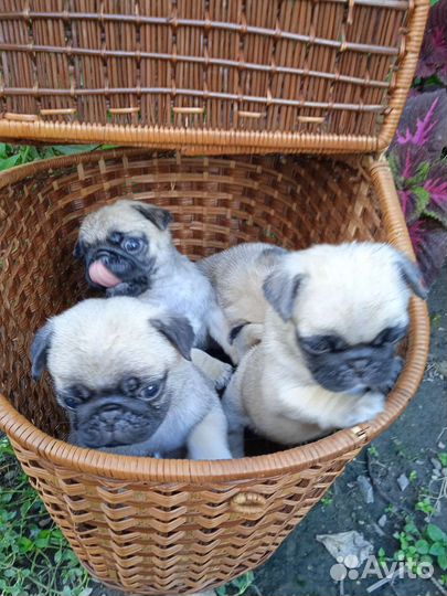 Щенки мопса