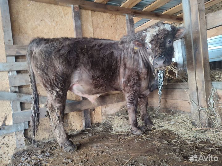 Бык галовей