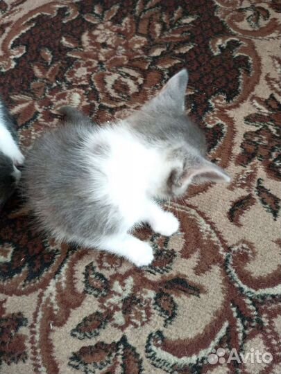 Кошки вислоухие