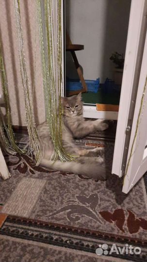 Кошка невская маскарадная