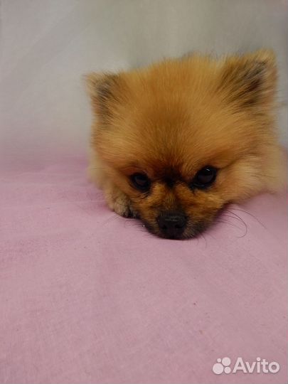 Услуги фотографа для маркетплейса