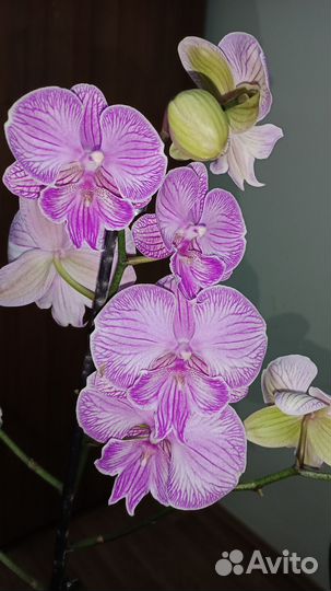 Орхидея Биг Лип