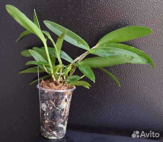 Орхидея каттлея сортовая