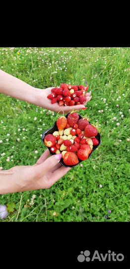 Ремонтантная земляника(усы)