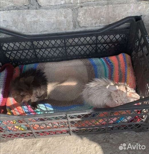 Котенок девочка ищет дом