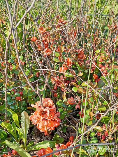 Земляника садовая, малина саженцы