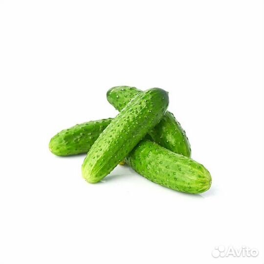 Огурцы свежие домашние