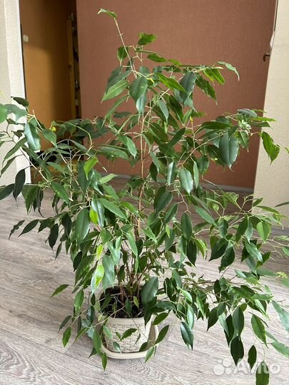 Фикус бенджамина