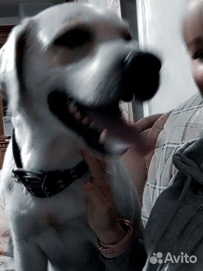 Собака лабрадор