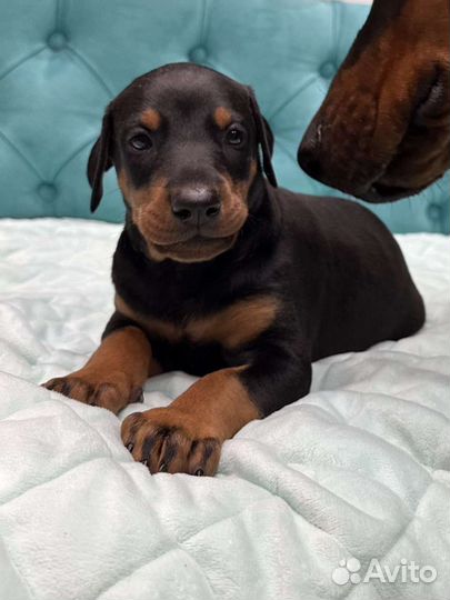 Щенки добермана