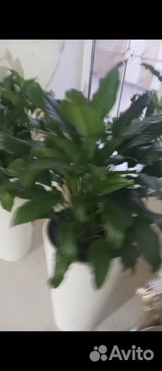 Спатифиллум