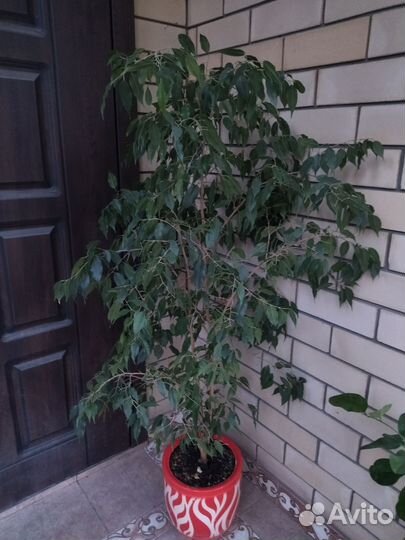 Фикус бенджамина
