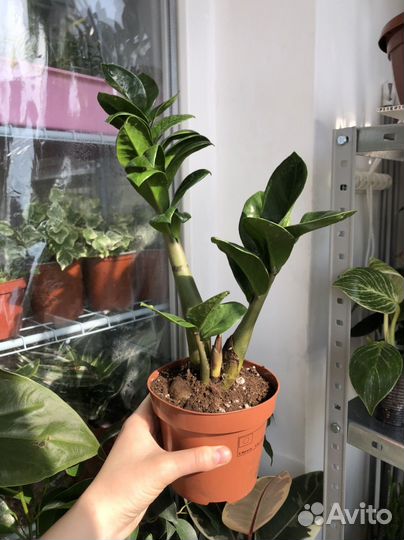 Замиокулькас 3 вида