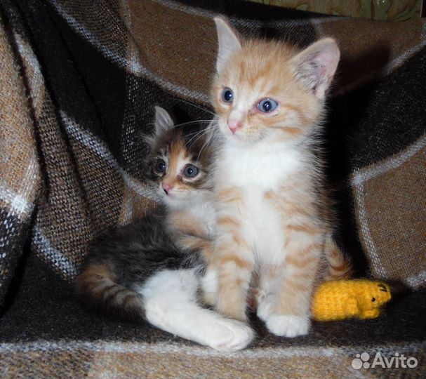 Котята в добрые руки