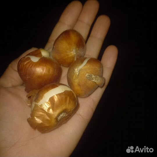 Луковицы тюльпанов