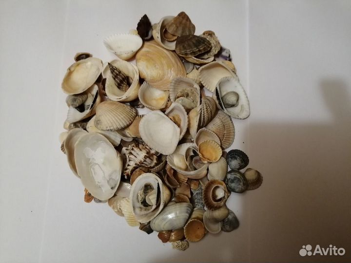 Морская ракушка для аквариума