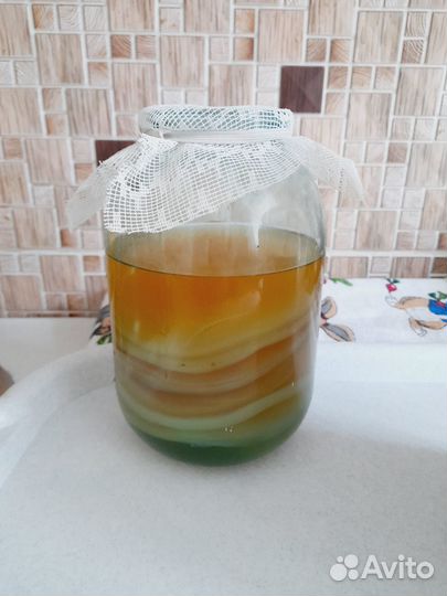 Гриб чайный