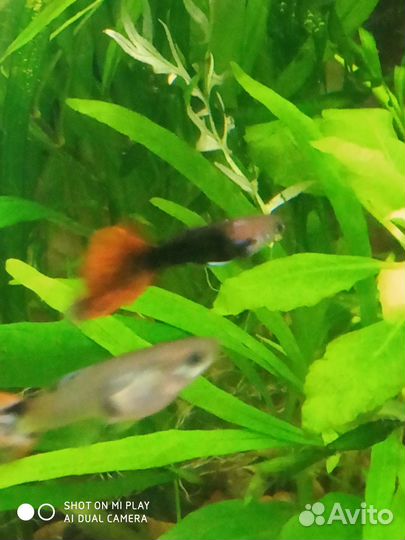 Аквариумные рыбки гуппи