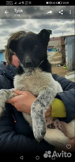 Щеночки в добрые руки