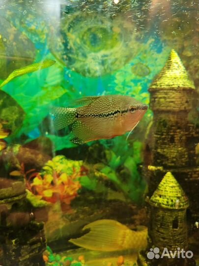 Аквариум с рыбками