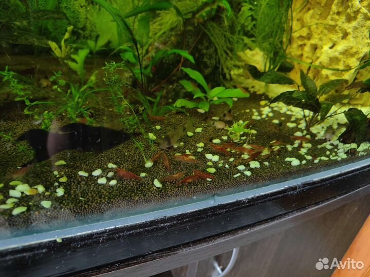 Креветки вишни, улитки хелены, сомы присоски