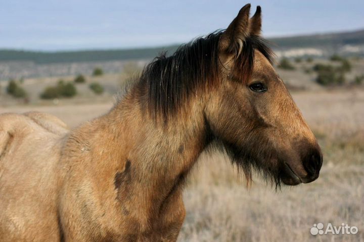 Кросс тинкер