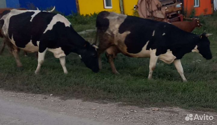 Корова дойная