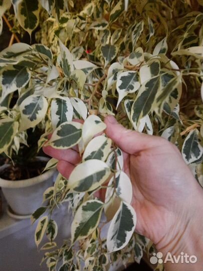 Фикус бенджамина выше 2м сорт Старлайт