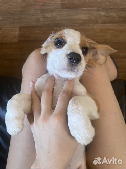 Щенок Бигля Девочка