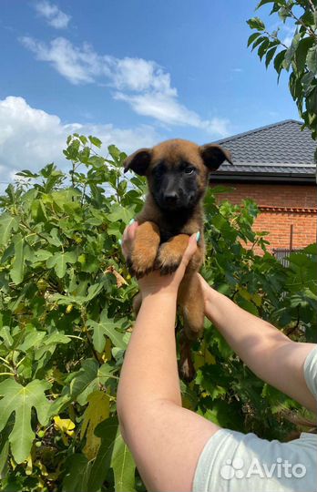 Бельгийская овчарка