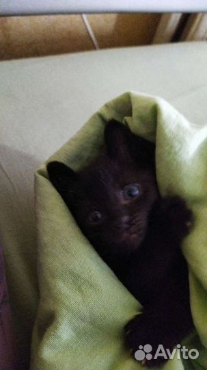 Котик в дар бесплатно