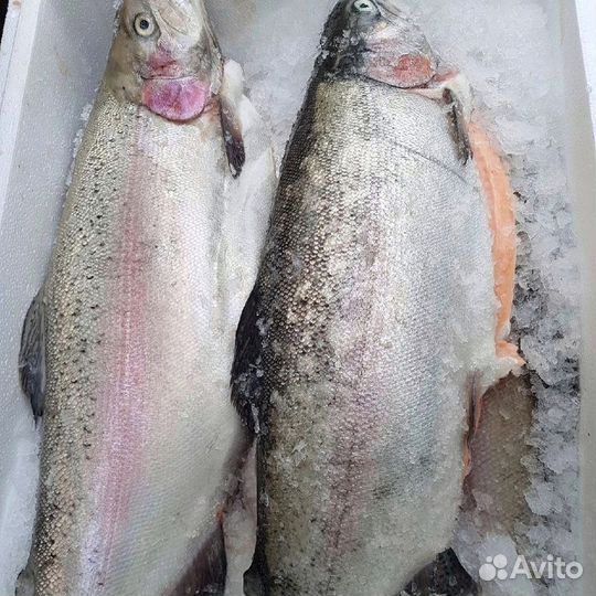 Свежемороженая рыба: форель, семга и др 6yuyn
