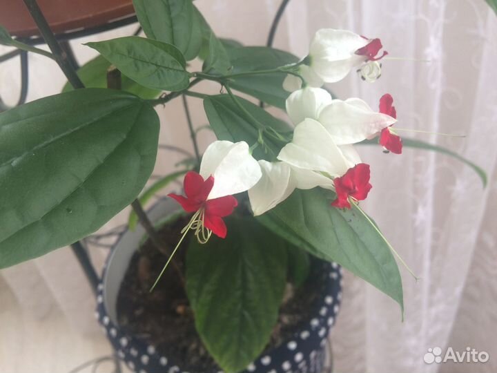 Клеродендрон Томсона