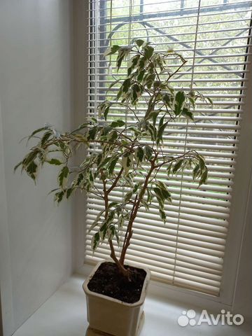 Фикус Бенджамина