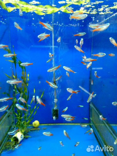 Аквариумистика