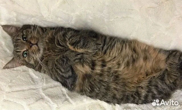 Чудесная кошечка Васенька ищет передержку дом