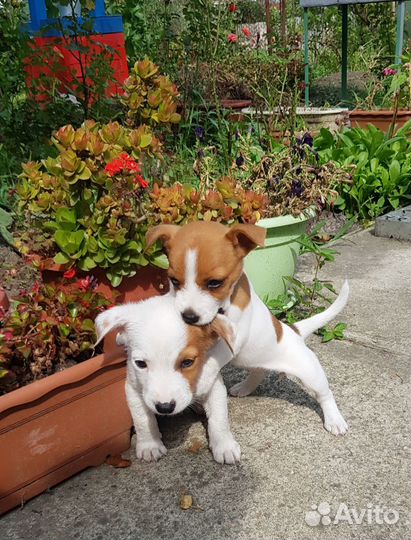 Собаки щенки