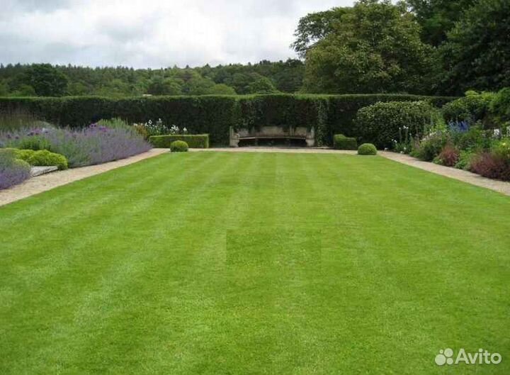 Рулонный газон мятлик