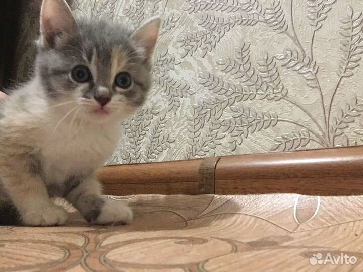 Отдам в добрые руки