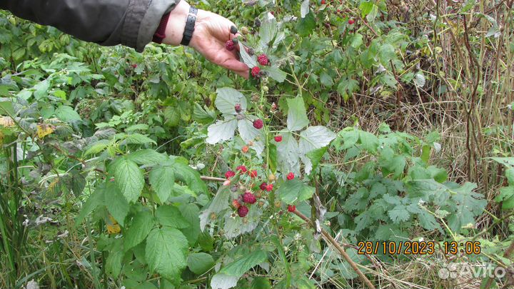 Саженцы малины