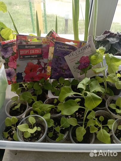 Цветы петунии рассада